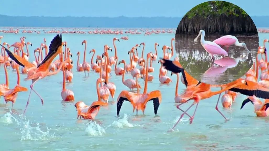 Estas son las otras aves rosadas que rara vez se ven en Yucatán