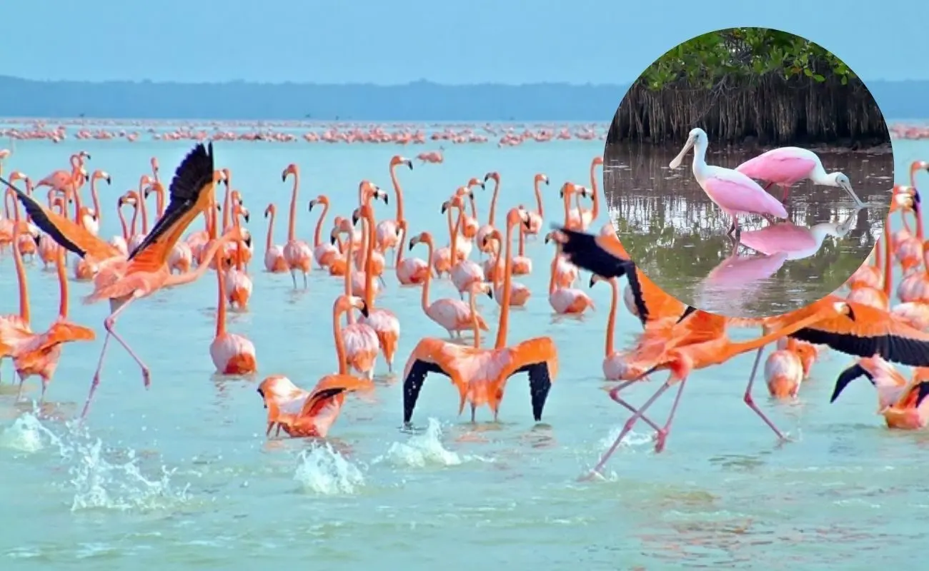 ¿Dónde habita la espátula rosada? Foto: Canva | William Caamal Zaldívar
