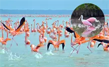 Estas son las otras aves rosadas que rara vez se ven en Yucatán Estas son las otras aves rosadas que rara vez se ven en Yucatán