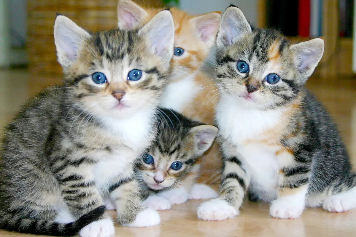 Gatitos. Foto: Canva