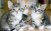 Cat Fest 2025 en CDMX tendrá adopción de gatitos: conoce fecha y lugar del evento