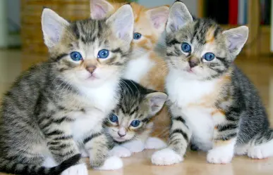 Cat Fest 2025 en CDMX tendrá adopción de gatitos: conoce fecha y lugar del evento