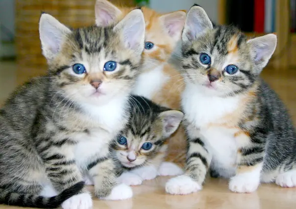 Cat Fest 2025 en CDMX tendrá adopción de gatitos: conoce fecha y lugar del evento