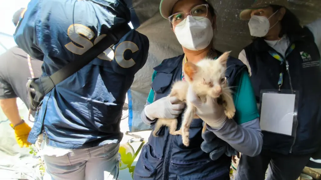 FOTOS | PAOT rescata a 63 gatos en condiciones de maltrato en inmueble de Álvaro Obregón