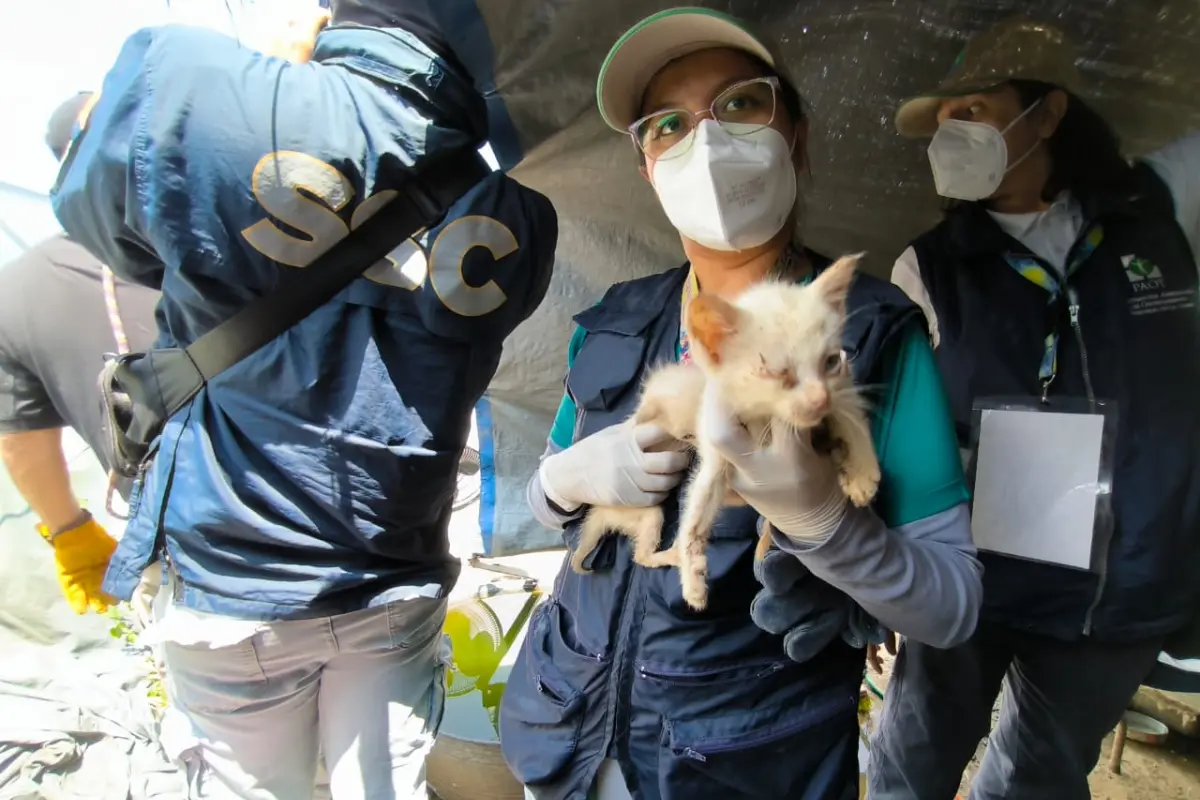 Autoridades de CDMX rescataron a animalitos en un hogar. Foto: @PAOTmx