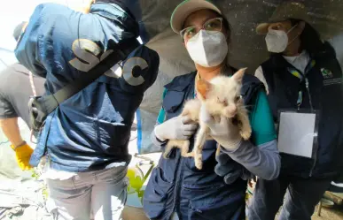 FOTOS | PAOT rescata a 63 gatos en condiciones de maltrato en inmueble de Álvaro Obregón