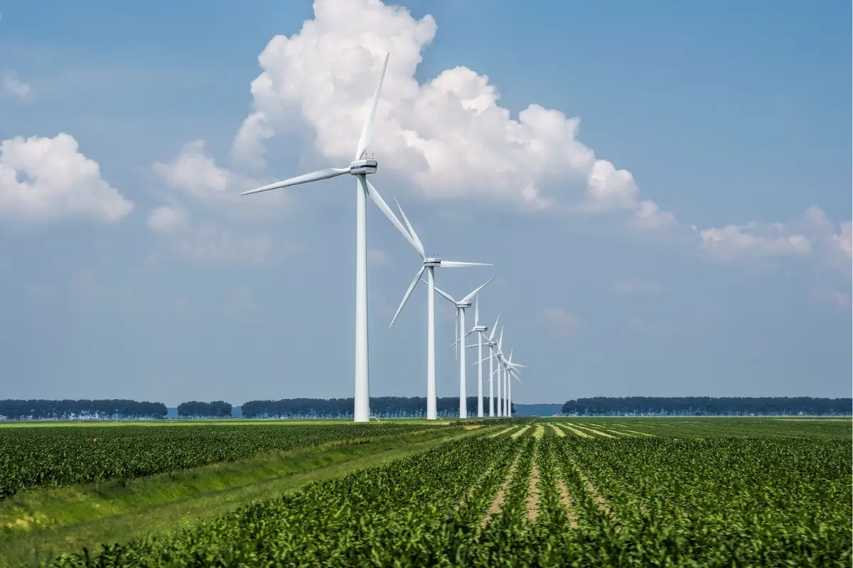 Tamaulipas es uno de los estados con mayor potencial y capacidad para la generación de energía eólica. Foto: Victoria Jiménez