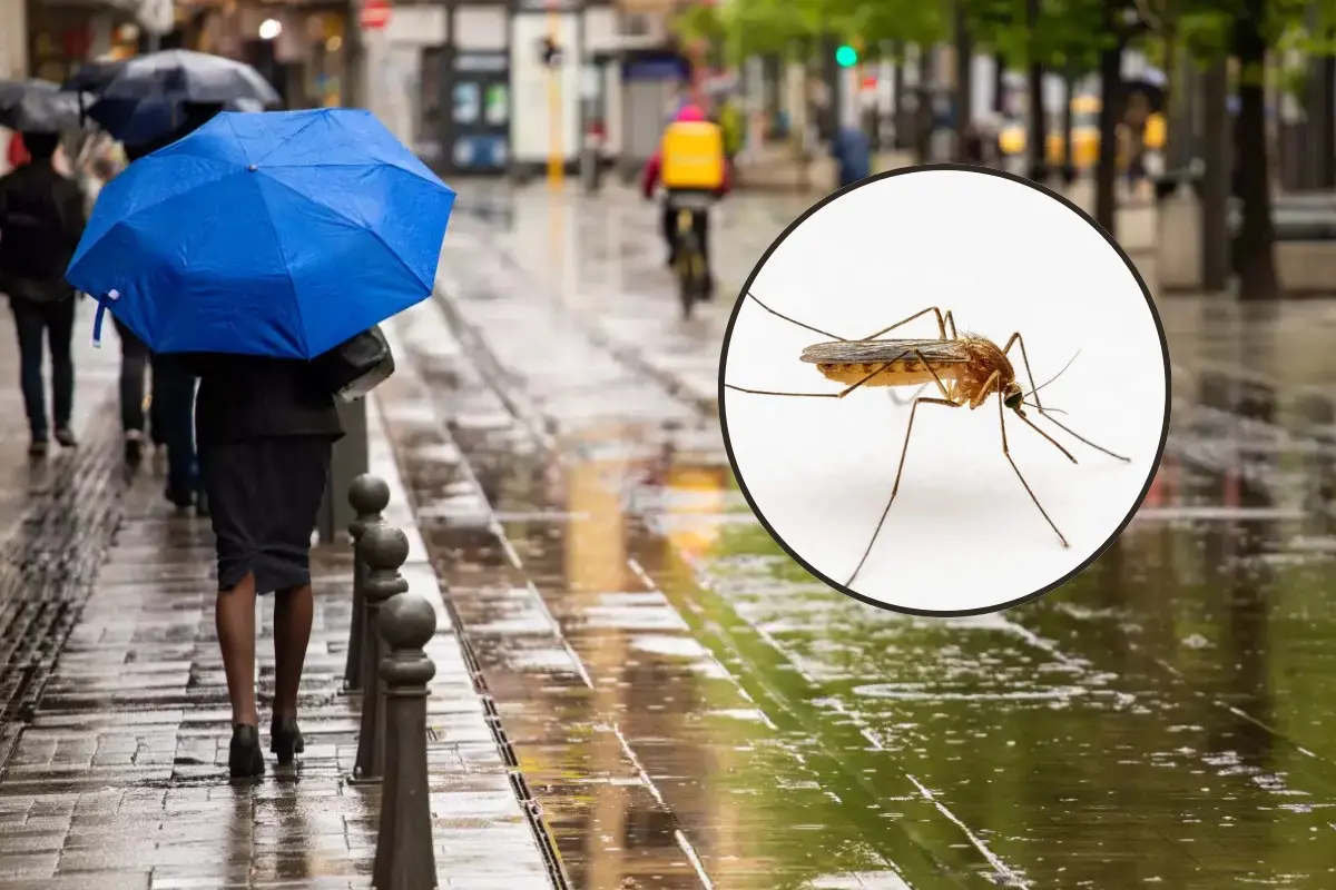 Persona bajo la lluvia en CDMX, mosquito del dengue.  Foto: Stockphoto | Rentokil | Canva