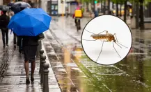 Dengue en CDMX: detectan mosquitos peligrosos en varias alcaldías de la capital