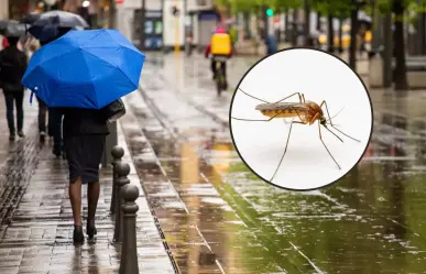 Dengue en CDMX: detectan mosquitos peligrosos en varias alcaldías de la capital