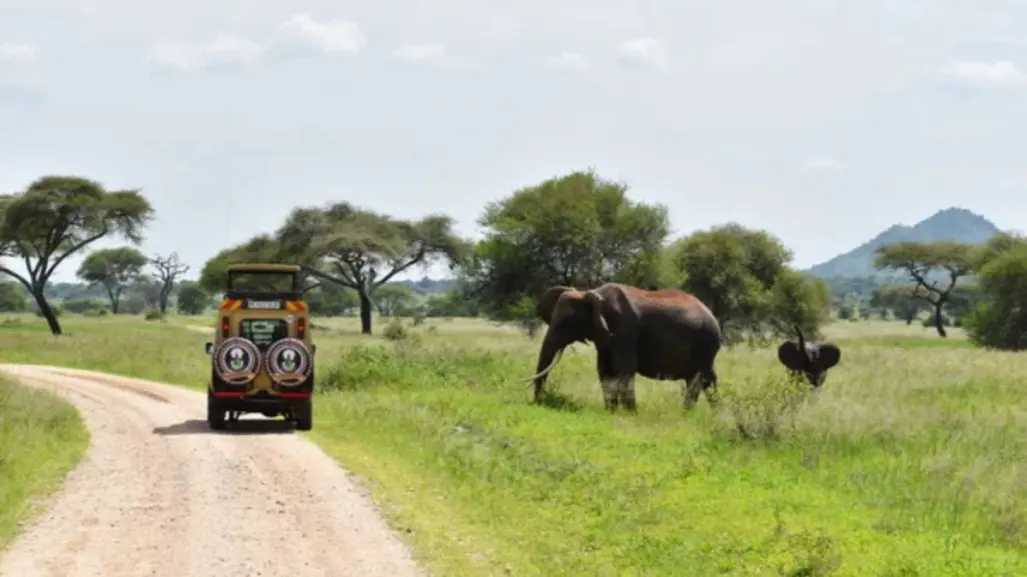 Este es el Safari turístico que pretenden abrir en Tamaulipas