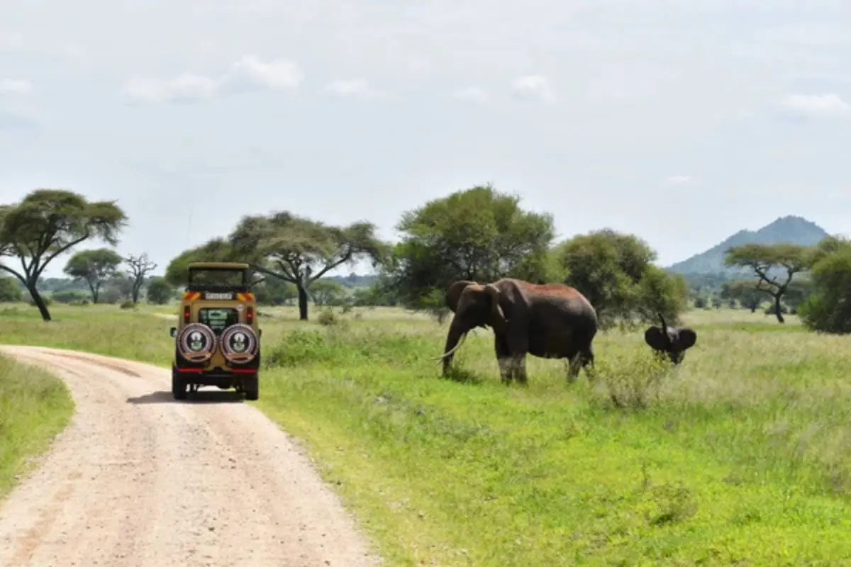 El plan, que avanza con reuniones de trabajo semanales, involucra a la Comisión de Parques y Biodiversidad de Tamaulipas, el Zoológico de Tamatán y el rancho El Tinieblo. Foto: national geographic