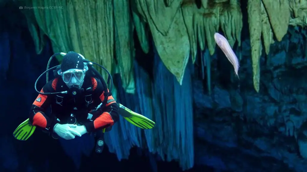 Dama blanca: el pez fantasmal de Yucatán que merodea en los cenotes
