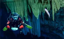 Dama blanca: el pez fantasmal de Yucatán que merodea en los cenotes