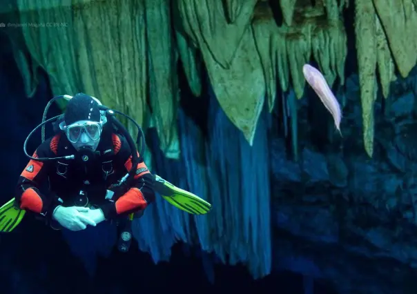 Dama blanca: el pez fantasmal de Yucatán que merodea en los cenotes