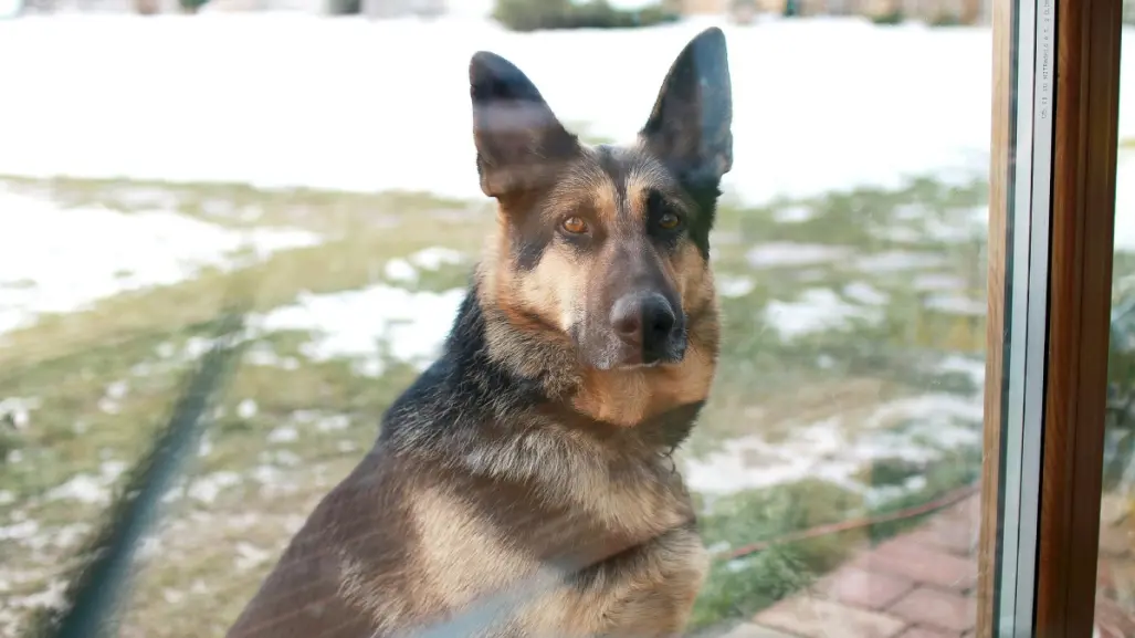 Embajada de México en EU reconoce a canino que ayudaron a incautar narcóticos