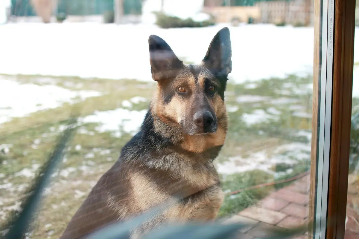 Perro raza K9 Foto: Pexels