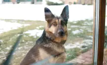 Embajada de México en EU reconoce a canino que ayudaron a incautar narcóticos
