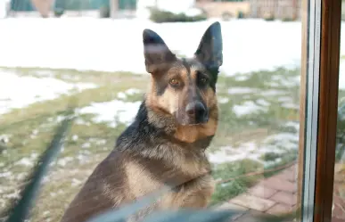 Embajada de México en EU reconoce a canino que ayudaron a incautar narcóticos