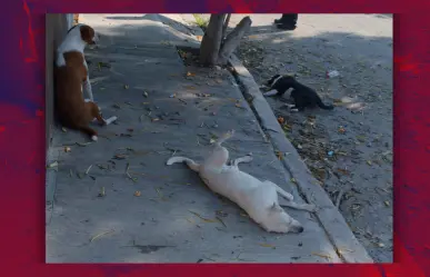 Perros envenenados en Kanasín: investigan caso en el fraccionamiento Arboleda
