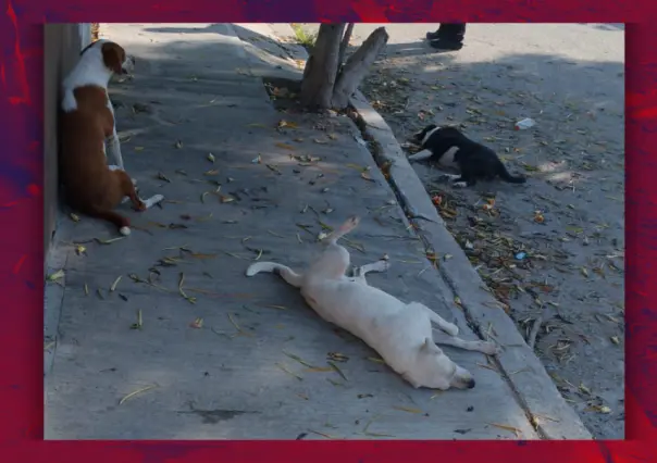 Perros envenenados en Kanasín: investigan caso en el fraccionamiento Arboleda