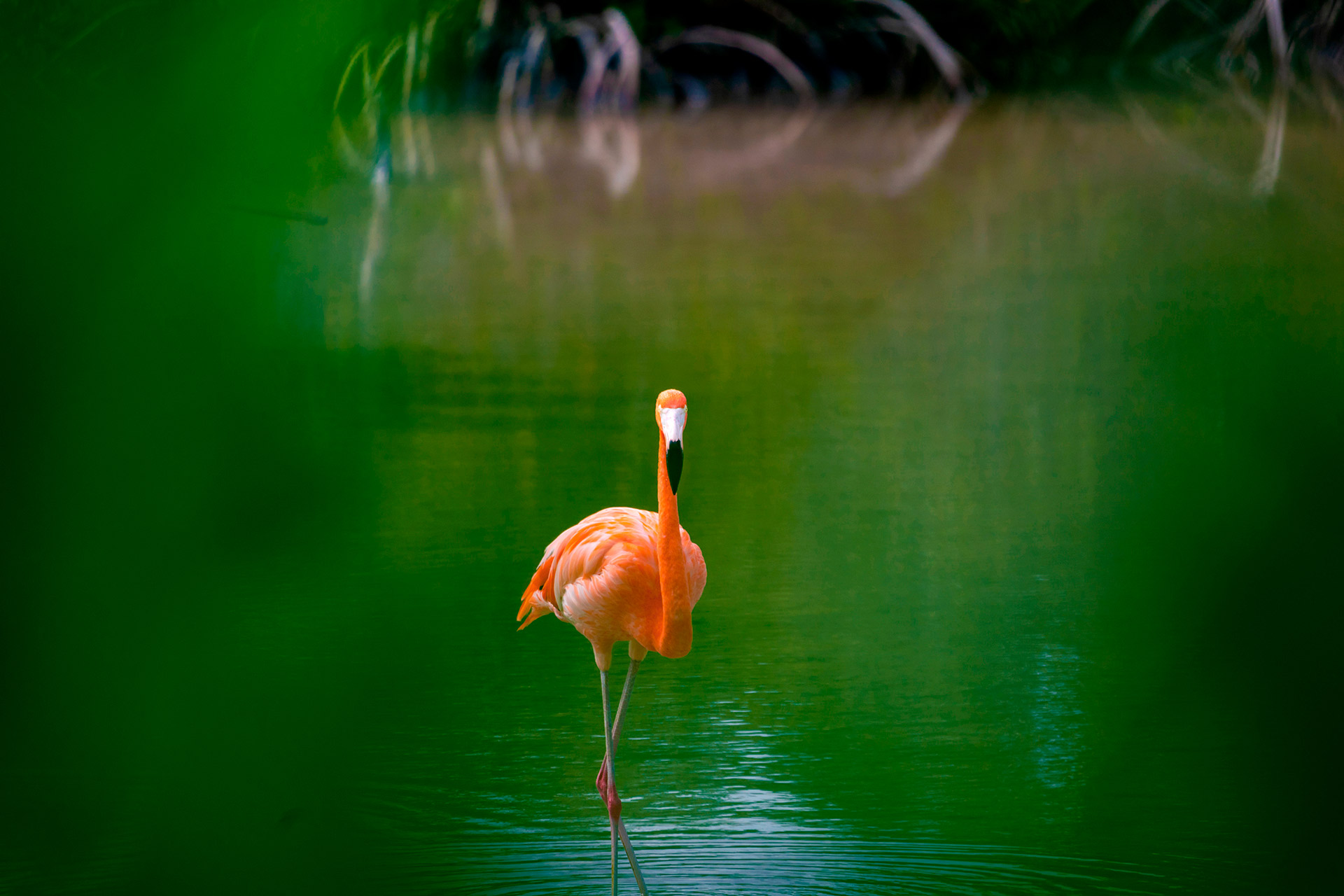 imagen-cuerpo