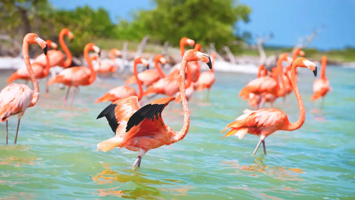 Los flamencos rosas son los visitantes más esperados en Yucatán Foto: Yucatán Turismo