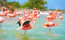 Flamencos en Yucatán: no siempre son rosas, este es el color que tienen al nacer