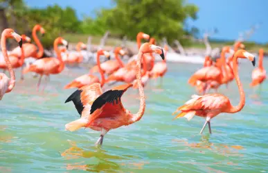 Flamencos en Yucatán: no siempre son rosas, este es el color que tienen al nacer