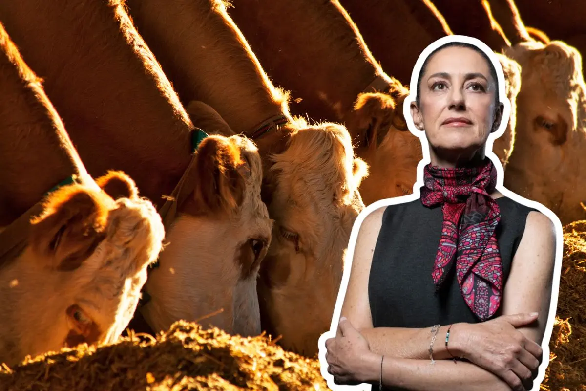 La presidenta de México buscan activar plan de acción ante problemática de exportación de ganado / Foto: Archivo POSTA MX | Canva