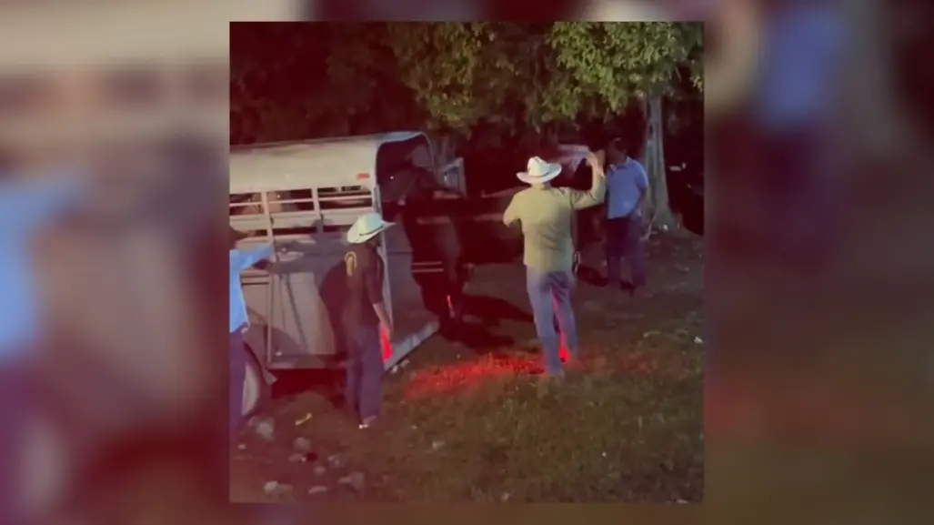 Denuncian maltrato animal en Bacalar: sujeto castiga a un caballo con una vara de madera