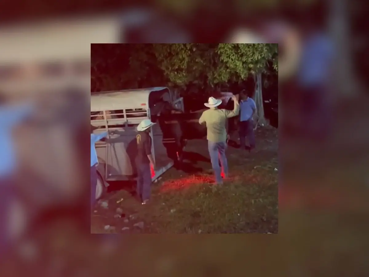 Usuarios de redes sociales compartieron un vídeo en el que se ve cómo un sujeto golpea con una vara de madera a un caballo durante los festejos de la Feria de San Joaquín en Bacalar.- Fuente Fátima Vázquez Digital