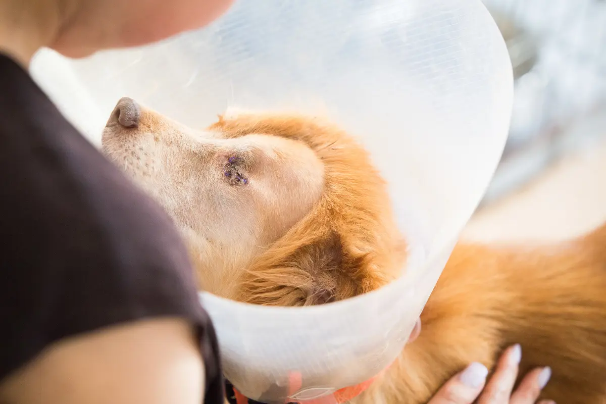 Perrito convaleciente. Foto: Canva