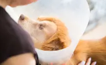 ¿Dónde denunciar maltrato animal en CDMX según el tipo de abuso?