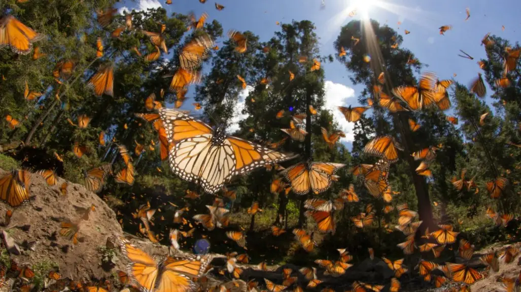 Reducción de la mariposa monarca en Edomex impulsa declarar como paisajes protegidos sus hábitats
