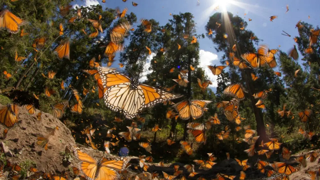 Reducción de la mariposa monarca en Edomex impulsa declarar como paisajes protegidos sus hábitats. Foto: Canva