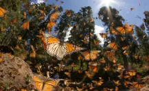 Reducción de la mariposa monarca en Edomex impulsa declarar como paisajes protegidos sus hábitats