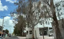 Castigo mínimo para ecocidio ocurrido en fraccionamiento de Durango