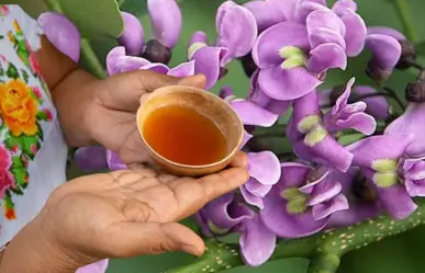 ¿Cómo hacer un buen Balché?: 5 consejos para que esta bebida maya quede en su punto