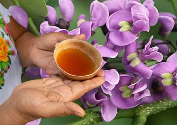 &iquest;C&oacute;mo hacer un buen Balch&eacute;?: 5 consejos para que esta bebida maya quede en su punto