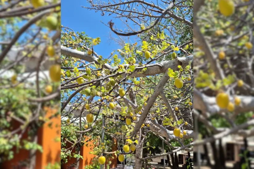 Foto: cortesía.