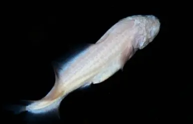 La Dama Blanca: el pez ciego de los cenotes de Yucatán que sobrevive sin ojos