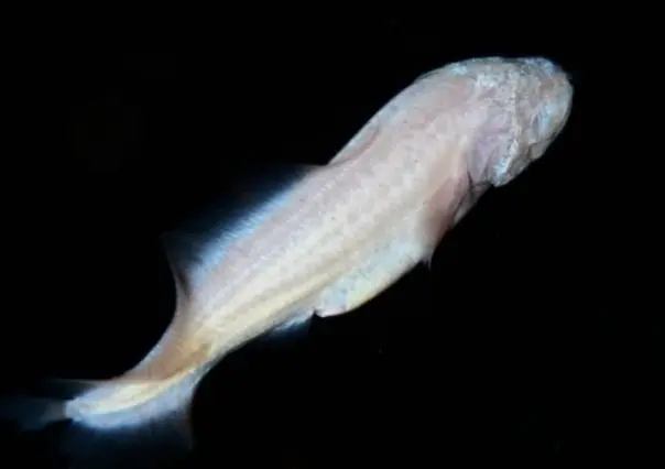 La Dama Blanca: el pez ciego de los cenotes de Yucatán que sobrevive sin ojos