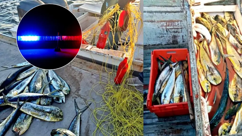 Pesca ilegal en BCS: autoridades incautan 400 kg de dorado y embarcación en operativo
