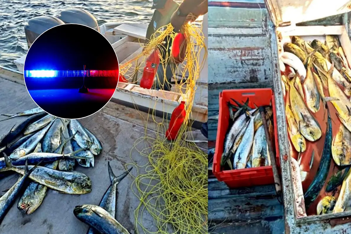 Más de 400 kilogramos en pescal ilegal, fueron asegurados en durante un operativo en zona maritima de Comondú, Baja California Sur. Foto: FONMAR BCS / Canva