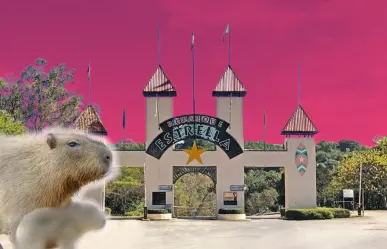 ¡Un bebé capibara en Monterrey! Bioparque Estrella presenta un nuevo integrante en la familia