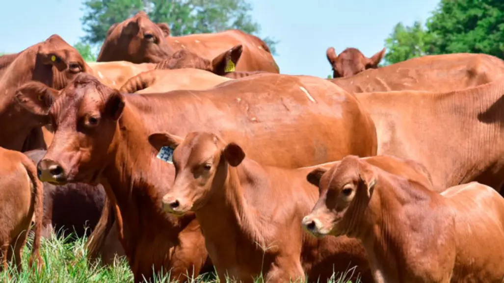 Tamaulipas dentro del proyecto nacional para la producción de carne, ¿de qué se trata?