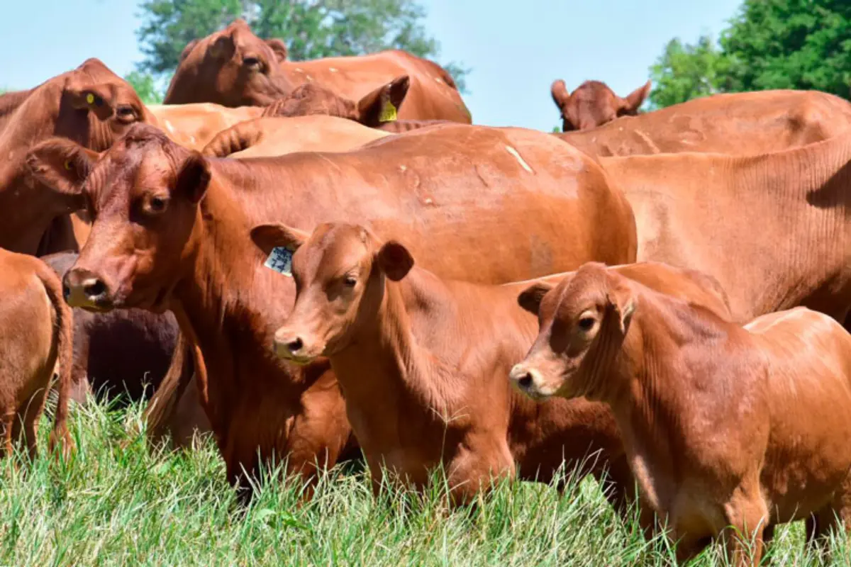 Aunque en una segunda etapa, Tamaulipas está considerado en el plan nacional para promover la producción, industrialización y comercialización de carne nacional. Foto: Carlos García