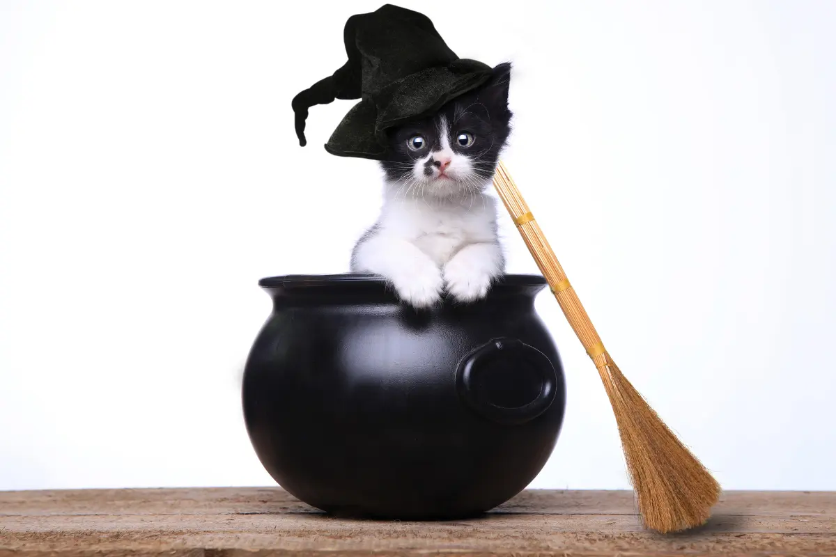 Gatito tierno en olla y escoba. Foto: Canva
