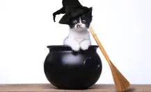 Mercado de Magia y Buenas Vibras en CDMX anuncia edición para gatos brujos con fecha y lugar